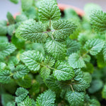 Set of 2 Lemon Balm Plants Live 4-6 Inches, Well Rooted Herbs Plants, Easy Grow, Outdoor and Container Planting