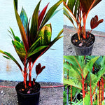 Palm Tree Live Plant, Fully Rooted in 3 Gallon Pot, Rare Tropical Plant Live for Indoor or Outdoor Growing, Red