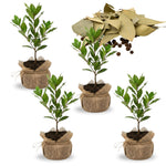 Bay Leaf Tree Live Plant, Laurus Nobilis Sweet Bay Laurel Tree, Size 6-10" in Tall in 4 Inc Pot, Fragrant Herb