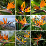 2 Orange Bird of Paradise Live Plants, Strelitzia Reginae Well-Rooted Tropical Perennial Blooming, 5-9 Inches Houseplant Decor Indoor Outdoor, No Pot