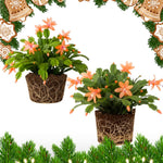 2 Salmon Christmas Cactus Plants, Thanksgiving Cactus 3-6 Inch Tall, Winter Succulents Flowers Container Hanging Basket Indoor Outdoor Planting