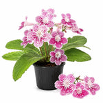 Cherry Ice Streptocarpus Lady Slipper Plants in 3.25 Inch Pot, Live Flowering Houseplant for Patio, Containers and Indoor Gardening
