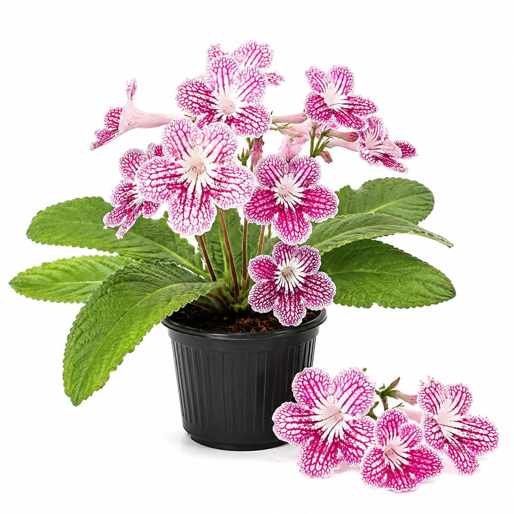 Cherry Ice Streptocarpus Lady Slipper Plants in 3.25 Inch Pot, Live Flowering Houseplant for Patio, Containers and Indoor Gardening