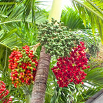 Palm Tree Live Plant Indoor Outdoor, Rare Succulent Palm Houseplant for Indoor or Outdoor Growing, 1 Gallon Pot, Bright Red Fruit