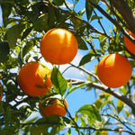 Red Navel Orange Live Plant in 1 Gallon Pot, Red Orange Tree 24-30 Inch Tall, Citrus Fruit Tree for Planting Outdoor Garden