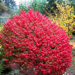 Set of 10 Dwarf Burning Bush Bare Root Plants, Hardy Shrub 6-12" Tall, Colorful Burning Bush for Garden Landscaping