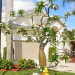 Palm Tree Live Plant Indoor Outdoor, Rare Succulent Palm Houseplant for Indoor or Outdoor Growing, 1 Gallon Pot, Green Leaves White Flowers