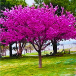 Eastern Red Bud Tree Live Plant, Spring PlantingRedbud Tree, Cold Hardy, Zones 4-9, American Redbud