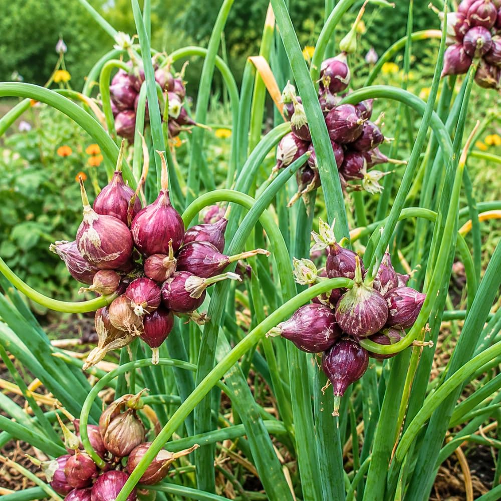Set of 5 Egyptian Walking Onion Live Plants, 2 Year Old Perennial Onions