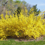 Lynwood Gold Forsythia Bush 6 to 13 Inch Tall, in Pot, Fragrant Forsythia Tree, Yellow Forsythia Plant