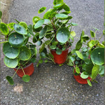 Money Plant, Pilea Peperomioides Plant Live, 5 to 7 Inches Tall, Money Live Plant for Garden