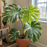 Rare Monstera Plant, Variegated Philodendron Houseplant 4-6'' Tall, Constellation Monstera for Home or Office