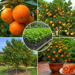 Red Navel Orange Tree Live Plant, Citrus Fruit Plant in 1 Gallon Pot, Sweet Orange Fruit Tree for Indoor Outdoor Gardening