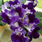 Blueberry Streptocarpus Lady Slipper Plants in 3.25 Inch Pot, Live Flowering Houseplant for Patio, Containers and Indoor Gardening