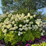 2 Hydrangea Plant Live, Hardy Hydrangea Bush Shrub for Outdoor Garden Planting, Bare Roots Dormant 6-12 Inch (Lime Hydrangea)