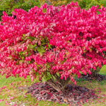 Pack 2 Burning Bush Rooted Cuttings Live, Hardy Ornamental Shrubs, Burning Bush Live Plants