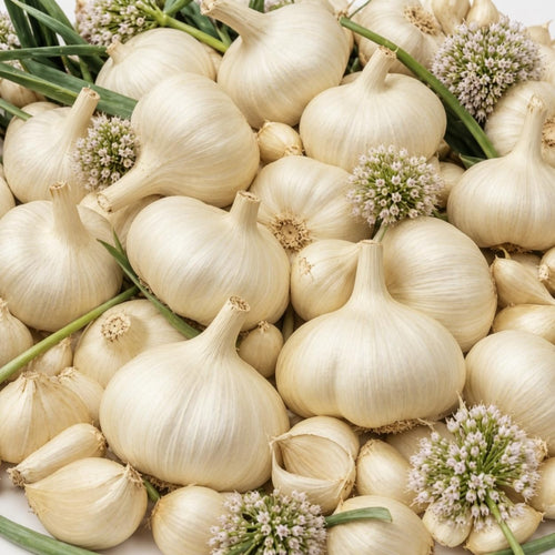 1/2 LB Large Garlic Bulbs for Planting in Fall, High Yield Hardneck Garlic Cloves Seeds, Fresh, Cold Hardy and Fast Growing, Various Varieties