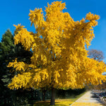 6-12" Ginkgo Biloba Tree Live Plant Seedling in Quart Pot, Ginkgo Tree Plant, Live Gingko Trees, Gingko Trees Seedlings, No CA