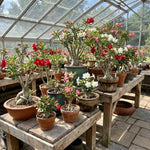 3 Mixed Desert Rose Plants Live, 4-7 Inches Tall, Colorful Adenium Succulent Flowering Plants for Garden and Indoor Pots