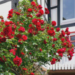 Climbing Rose Live Plant Well Rooted, No Leaf, Ready to Plant Indoor Outdoor, Climber Rose Bush, Hybrid Tea Rose Like, Very Fragrant, Long Bloomer (Don Juan)