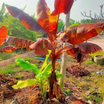 Zebrina Banana Plant Tree Live, Cold Hardy 4-7" in Tall, No Pot, Outdoor Spring Planting, Rare and Sweet Banana Plants