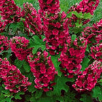2 Random Change Color Hydrangea Live Plants, Hydrangea Tree Plant, 4-6 Inches Tall, Indoor Outdoor Decorative Flowering Plant, Summer Planting