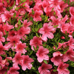 Live Azalea Plant, Hardy Rhododendron Flowering Shrub, 10 Inches Tall for Growing (Red)