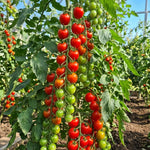 Cherry Tomato Live Plants, 2 Plant Per Pot, Tomato Plant 5-8" Tall