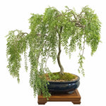 Set 2 Willow Plants Live Bare Root 1-2 Feet Tall, Dormant Willow Live Plants for Outdoor Garden Landscaping (Weeping Willow)