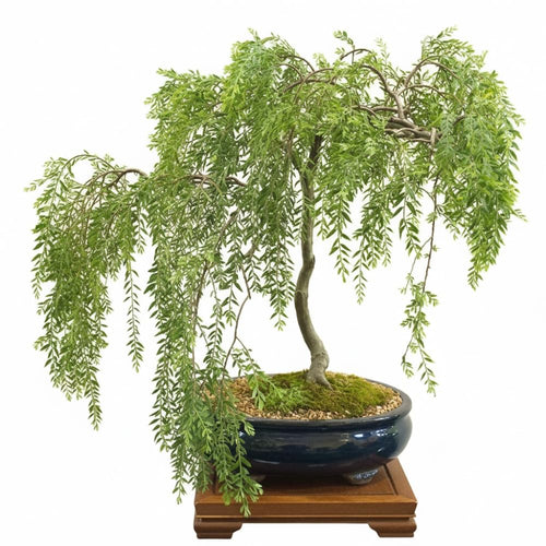2 Weeping Live Willow Plants, 1-2 Ft Tall