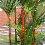 Live Palm Tree Plant in 3 Gallon Pot, No CA, Large Fully Rooted Size, Ready to Plant for Home Décor Indoor Outdoor Landscape, Rare Palm Trees, Red Lipstick Palm
