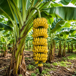 3-4 Shoots Banana Plant Live Tree, Dwarf Cavendish Banana Tree Live Plant, Rare Sweet Tropical Fruit, Outdoor Summer Hardy Gardening