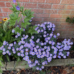 Aster Plants Live for Planting, 3 to 6 Inch Asters Perennial Live Plants, No Pot