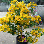 Bougainvillea Tree Live Plant, 5 to 9 Inches Tall, Outdoor Landscaping Trailing Flowering Vines for Trellis, Spring Garden (Yellow)