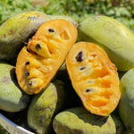 Paw Paw Tree Live Plant, Pawpaw Tree Live Plant, Quart Potted, Outdoors Garden