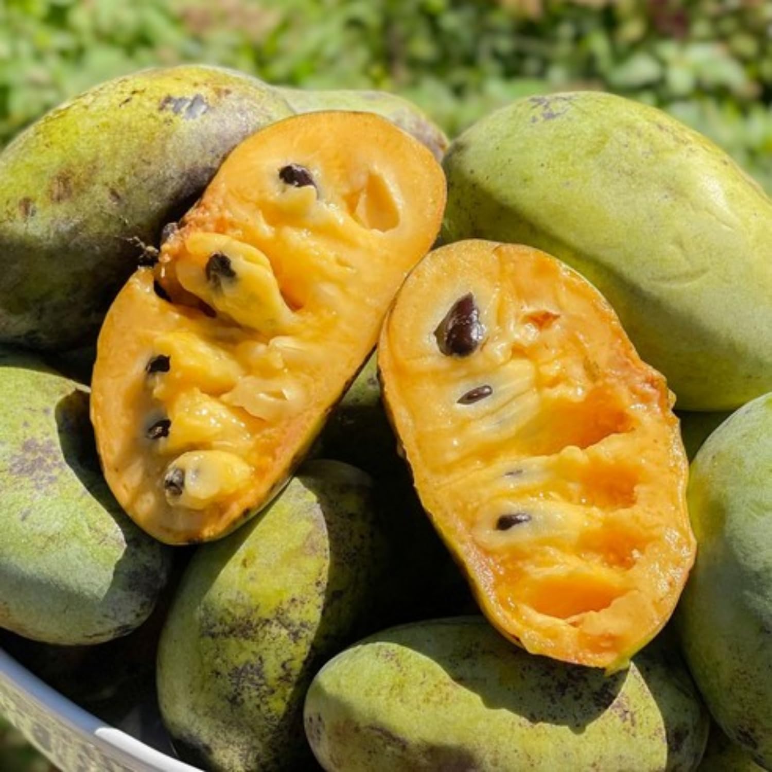 Paw Paw Tree Live Plant, Pawpaw Tree Live Plant, Quart Potted, Outdoors Garden