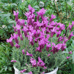 02 Lavender Plants Live Indoor Outdoor Spring Planting, Size 5-9" in Tall, Fragrant Bush for Indoor Outdoor Growing, Spring Bloom (Spanish Lavender)