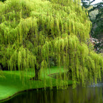 Set 2 Willow Plants Live Bare Root 1-2 Feet Tall, Dormant Willow Live Plants for Outdoor Garden Landscaping (Weeping Willow)
