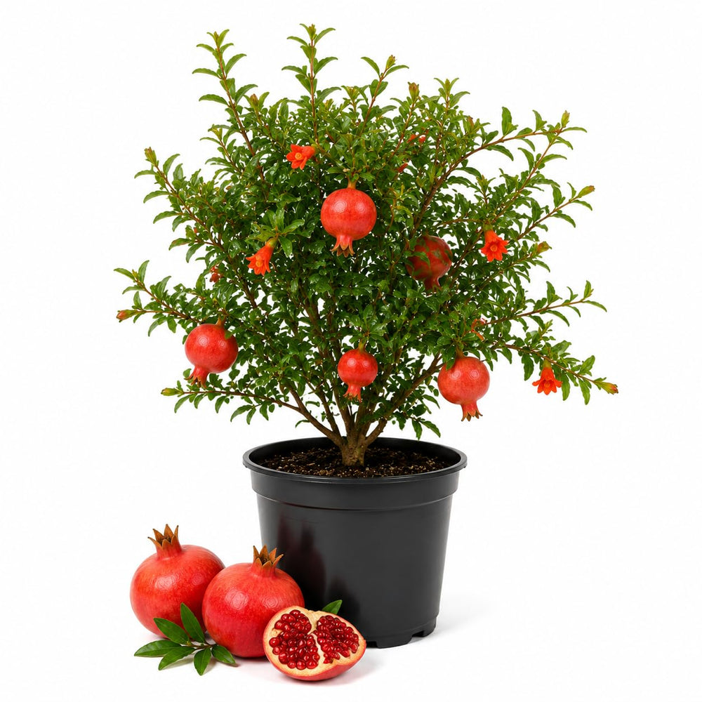 Sweet Pomegranate Plant Live in 4'' Pot, 6 Months-Old Red Pomegranate Tree for Container and Garden Growing