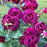 Climbing Roses Live Plants, Rose Bushes Ready to Planting, No Pot, Cut Back, Well Rooted, 6-8 Months Old (Purple)