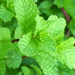 Set of 2 Peppermint Plants Live 4-6 Inches, Perennial Mint Plants, Fragrant Herbs for Growing Outdoor Indoor
