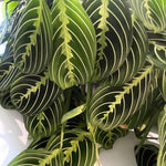Lemon Lime Maranta Prayer Plant, Lemon Lime Prayer Plant, 4-6 Inch Tall, Rare Houseplant, Live House Plant for Home and Office Decoration