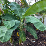 Banana Plant Live, Basjoo Banana Tree Live Plant, Hardy Banana Fruit Seedling 4 to 8 Inch Tall, Indoor Outdoor
