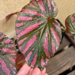 Begonia Plant Live, Colorful Begonia Plants 4-8 Inches, Decorative Houseplant for Indoor Outdoor Gardens and Containers (Red Green Foliage)