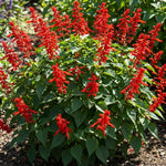 3 Bright Red Salvia Sage Plants 4–7" Tall, Perennial Live Flowering Garden Plants for Outdoor Growing, Vibrant Salvia Plant Starter