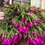 2 Purple Christmas Cactus Plants, Thanksgiving Cactus 3-6 Inch Tall, Winter Succulents Flowers Container Hanging Basket Indoor Outdoor Planting