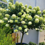 Green Hydrangea Plant Live in 2.5 Inch Pot, Vibrant Flowering Shrub for Garden, Patio Containers and Indoor Growing