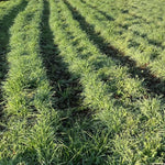 4 Lbs Rye Grass Seeds for Lawn, Rye Cover Crop Seeds for Outdoor Planting, Fast-Growing Grass Seed