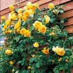 Starter Climbing Roses Live Plants, Rose Bushes Ready to Planting, No Pot, Cut Back, Well Rooted, 6-8 Months Old (Yellow)