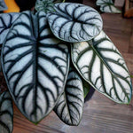 Colocasia Elephant Ears Live Plant, Alocasia Plant, Esculenta Taro Live Houseplant, 5-7 Inc Tall (Alocasia Silver Dragon)